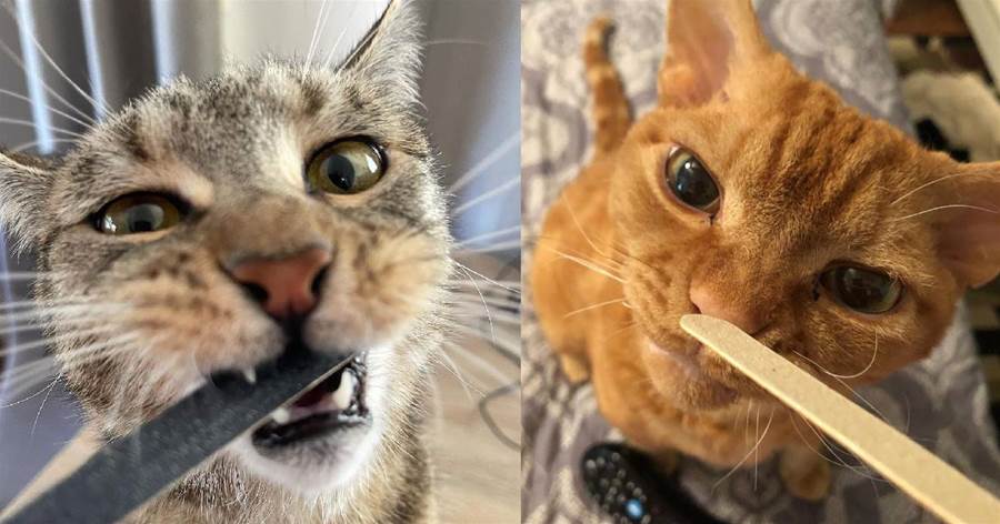 CattyCorner: Why Do Cats Go Crazy For Nail Files Emery Boards? CattyCorner: Why Do Cats Go Crazy For Nail Files Emery Boards?